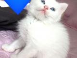 Annesi Bri̇ti̇sh Silver Babası Ankara Kedi̇si̇