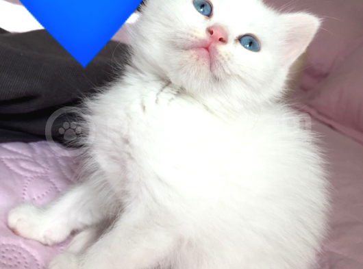 Annesi Bri̇ti̇sh Silver Babası Ankara Kedi̇si̇ görsel