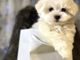 Mini Boy Maltese Sevimli Yavrular