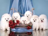Teddy Face Pomeranian Bol Tüylü Yavrular