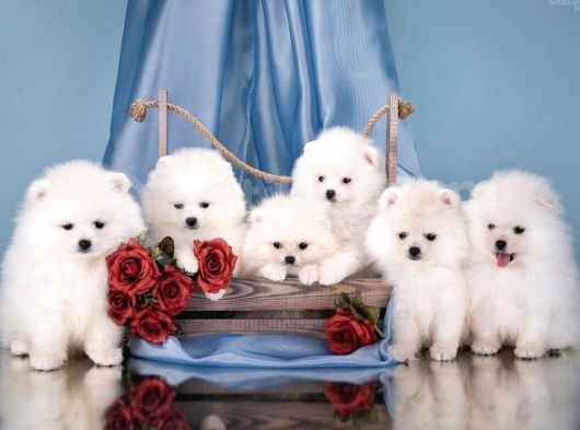 Teddy Face Pomeranian Bol Tüylü Yavrular