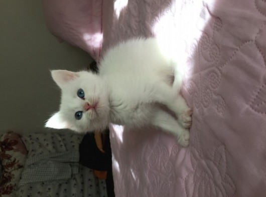 Annesi Bri̇ti̇sh Silver Babası Ankara Kedi̇si̇