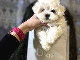 Mini Boy Maltese Sevimli Yavrular