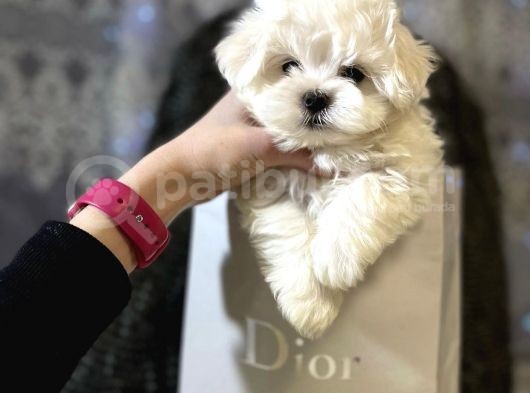 Mini Boy Maltese Sevimli Yavrular görsel