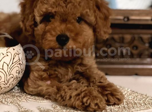 Toy Poodle Yavrularimiz görsel
