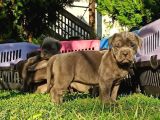 Cane Corso Yavrular