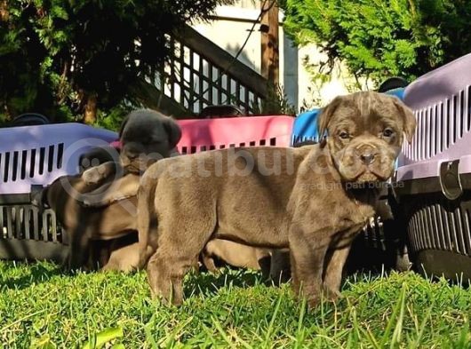 Cane Corso Yavrular görsel