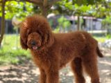 Red Brown Standart Dev Poodle