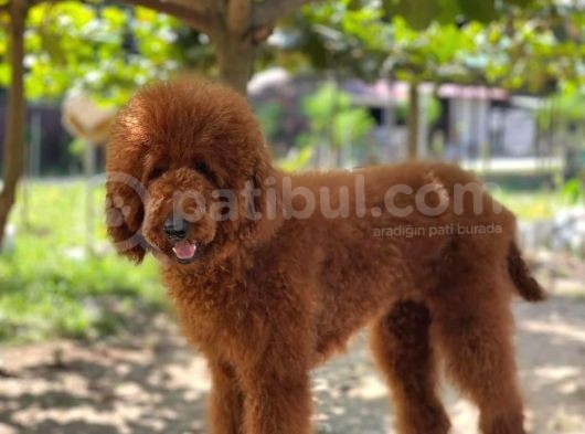 Red Brown Standart Dev Poodle görsel