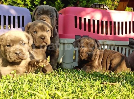 Cane Corso Yavrular görsel