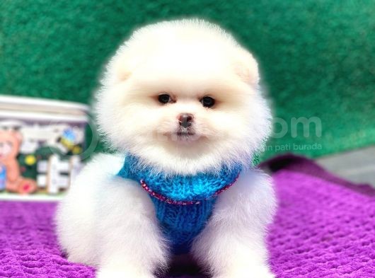 Pomeranian Boo Teddy Face Erkek Yavrumuz görsel