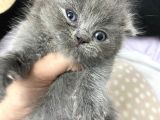 6 Adet Yavrumuz Yeni Yuvasini Ariyor