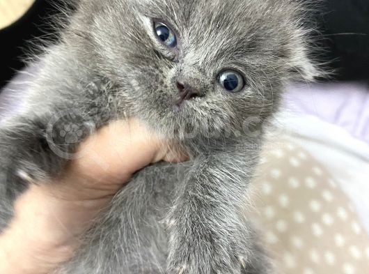 6 Adet Yavrumuz Yeni Yuvasini Ariyor görsel