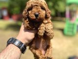 Red Brown Di̇şi̇ Toy Poodle Yavrumuz