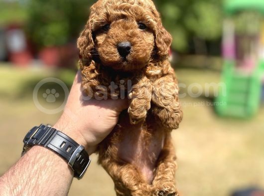 Red Brown Di̇şi̇ Toy Poodle Yavrumuz görsel