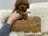 Red Brown Toy Poodle Yavrular