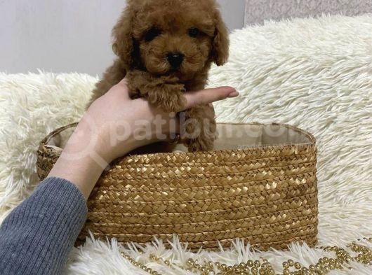 Red Brown Toy Poodle Yavrular görsel