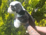 Bernadoodle Yavrular Beyli̇kdüzü