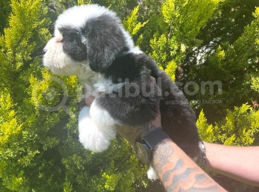 Bernadoodle Yavrular Beyli̇kdüzü görsel