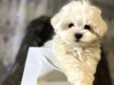 Mini Boy Maltese Sevimli Yavrular