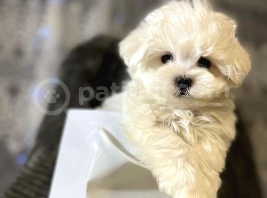 Mini Boy Maltese Sevimli Yavrular görsel