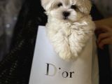 Mini Boy Maltese Sevimli Yavrular
