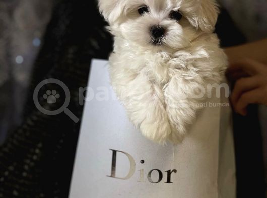 Mini Boy Maltese Sevimli Yavrular görsel