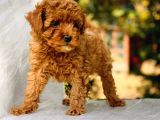Red Brown Toy Poodle