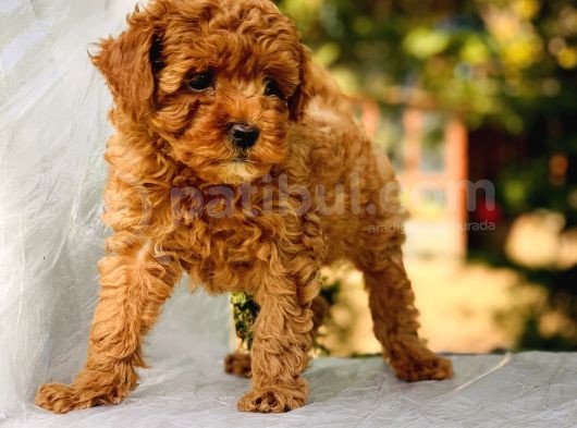 Red Brown Toy Poodle görsel