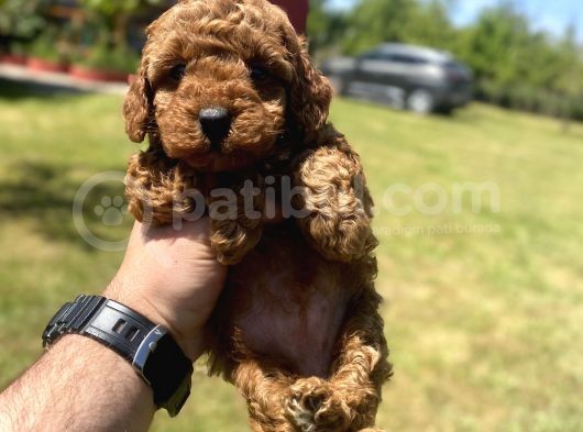 Red Brown Di̇şi̇ Toy Poodle Yavrumuz