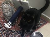 British Shorthair Aşıları Tam Karnesi Var
