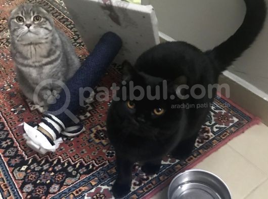 British Shorthair Aşıları Tam Karnesi Var görsel