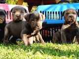 Cane Corso Yavrular