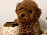 Toy Poodle Yavrularimiz