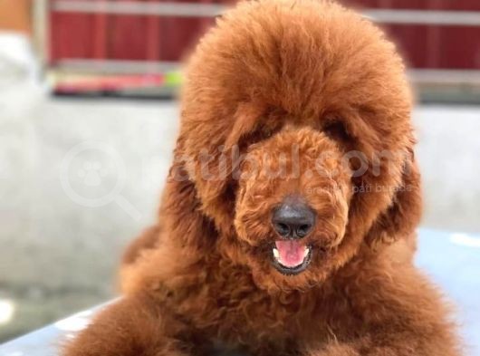 Red Brown Standart Dev Poodle görsel