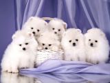 Teddy Face Pomeranian Bol Tüylü Yavrular
