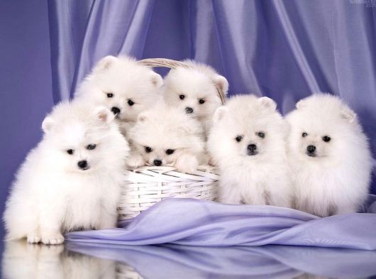 Teddy Face Pomeranian Bol Tüylü Yavrular görsel