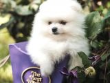 Teddy Face Pomeranian Bol Tüylü Yavrular