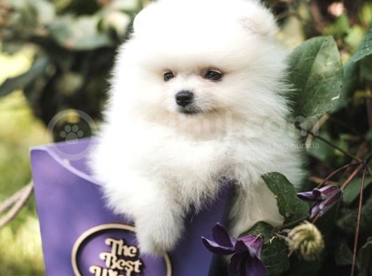 Teddy Face Pomeranian Bol Tüylü Yavrular görsel