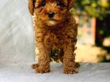 Red Brown Toy Poodle