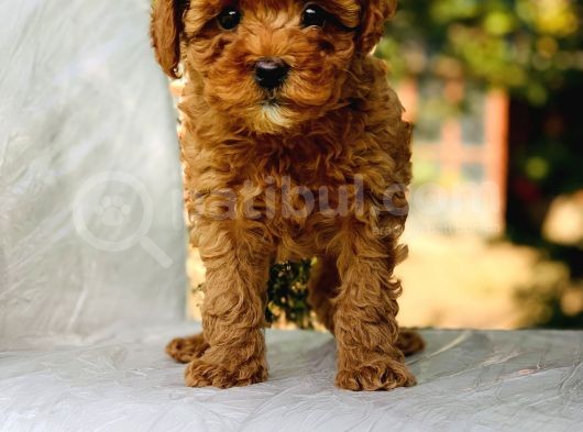 Red Brown Toy Poodle görsel