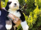 Bernadoodle Yavrular Beyli̇kdüzü