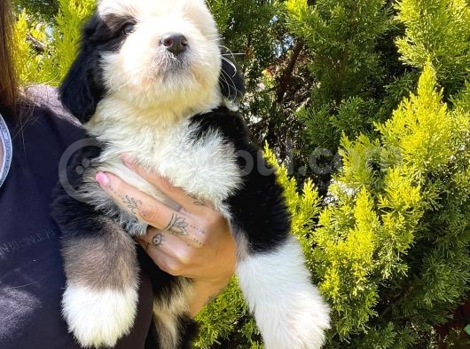 Bernadoodle Yavrular Beyli̇kdüzü görsel