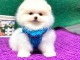 Pomeranian Boo Teddy Face Erkek Yavrumuz