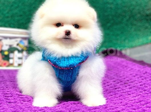 Pomeranian Boo Teddy Face Erkek Yavrumuz