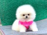 Pomeranian Boo Teddy Face Dişi Yavrumuz