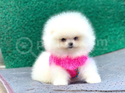 Pomeranian Boo Teddy Face Dişi Yavrumuz görsel