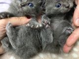 6 Adet Yavrumuz Yeni Yuvasini Ariyor