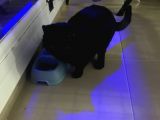 British Shorthair Aşıları Tam Karnesi Var