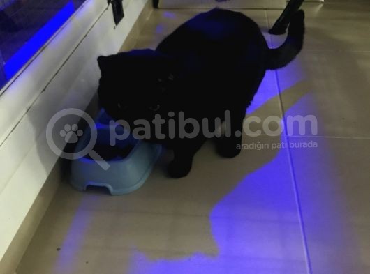 British Shorthair Aşıları Tam Karnesi Var görsel